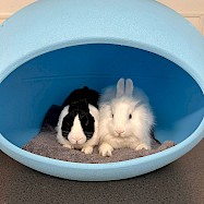 Rabbits: Oreo + Gus